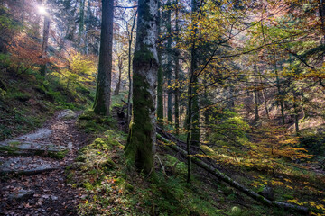 Foreste Casentinesi