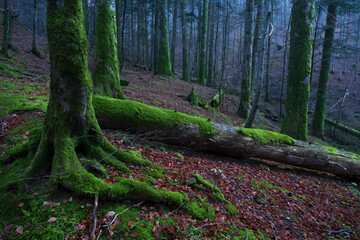 Foresta della Lama