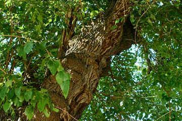 Mighty Trunk of an Old Tree with Sprawling Crown and Green Foliage