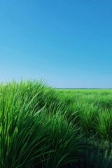 Obraz premium Green rice plants growing in neat rows, clear blue sky background