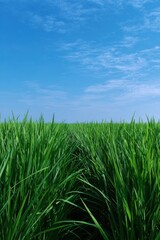 Green rice plants growing in neat rows, clear blue sky background
