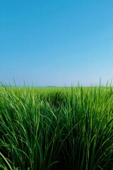 Obraz premium Green rice plants growing in neat rows, clear blue sky background