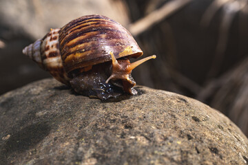 Land snail (Gastropoda sp.) close-up side view on rock surface, macro detailed natural texture and shell pattern, ideal for nature and wildlife photography