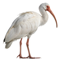 Obraz premium A highly detailed White Ibis with curved bill down, wings folded neatly, isolated on a transparent background