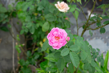Pink rose with overlapping petals