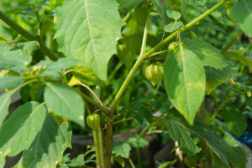 Physalis angulata