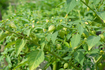 Physalis angulata