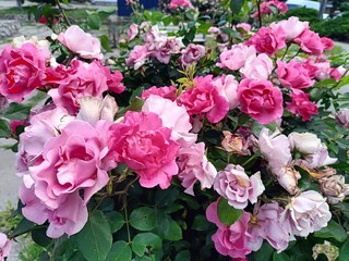 An unusual variety of hybrid rose has buds in three shades of pink