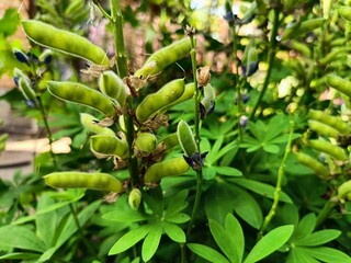After flowering the seeds of perennial lupine ripen