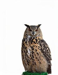 Obraz premium Owl sitting on white background, no shadow