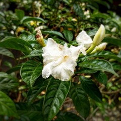 Close-up of a pristine white jasmine flower resting gently on vibrant green leaves, highlighting the flower’s delicate petals and pure beauty against a lush, natural backdrop.

