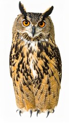 Obraz premium Owl sitting on white background, no shadow