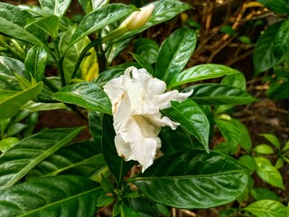 Obraz premium Close-up of a pristine white jasmine flower resting gently on vibrant green leaves, highlighting the flower’s delicate petals and pure beauty against a lush, natural backdrop. 