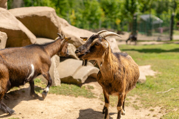 Two goats interact in a farm setting filled with lush greenery and natural rock formations. One goat stands proudly while the other explores nearby, enjoying the sunny weather