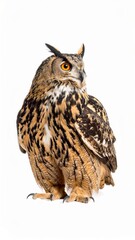 Fototapeta premium Owl sitting on white background, no shadow