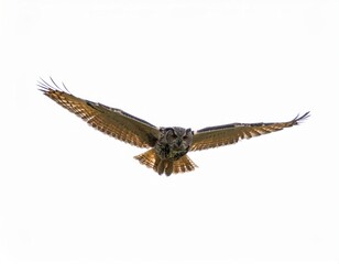 Fototapeta premium Owl flying over white background, no shadow