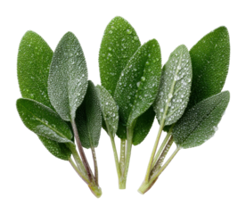 Fresh herb sprigs with water droplets kitchen culinary bright top-down view flavorful