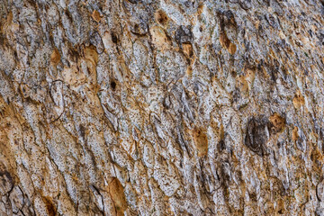 Bark texture of rare old sycamore tree in Ayia napa