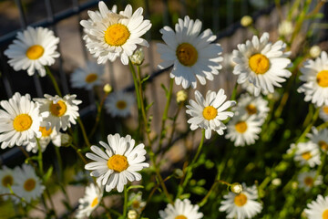 Fototapeta premium In a sunny garden, clusters of white and yellow daisies stand tall beside a fence. The vibrant flowers sway gently in the warm breeze, capturing the essence of springtime