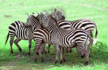 A group of zebras in natural surroundings in Kenya