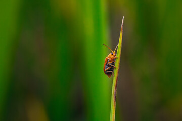 Orange beetle (Coleoptera sp.) climbing thin green grass blade, macro close-up side view with blurred green background, ideal for insect and nature photography