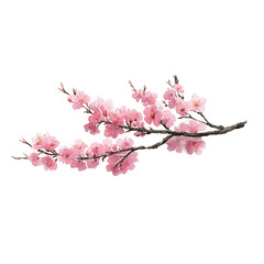 Delicate Pink Cherry Blossom Branch Isolated on