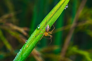 Oxyopes sp. spider on Poa pratensis grass blade with dew droplets macro close-up, angled side view
