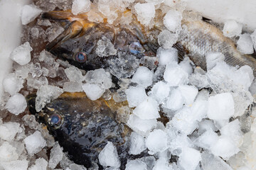 close up of freshly caught fish in an ice container, fresh catch