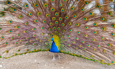 Beautiful Peacock at the zoo