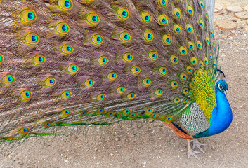Beautiful Peacock at the zoo