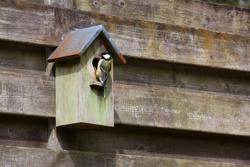 A great tit (Parus major) sits on a nest box to raise its young.