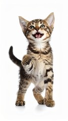 Obraz premium Happy kitten over white background