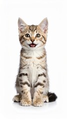 Obraz premium Happy kitten over white background