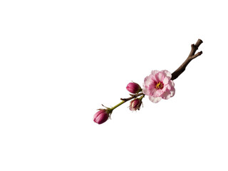 Pink almond blossom branch isolated on transparent background