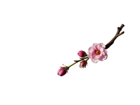 Pink almond blossom branch isolated on transparent background