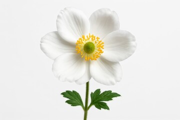 Obraz premium White Flower Isolated on Clean Background for Botanical Design and Floral Photography