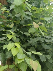 green leaves background