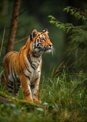 Fototapeta premium tiger in the jungle