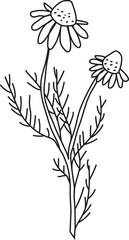 A line icon of a chamomile plant. Tea herbs. Spring floral.