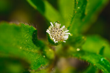Small white flower (Asteraceae sp.) budding on green spiky plant, macro close-up top angle with vibrant green leaves, ideal for botanical study and nature photography visuals