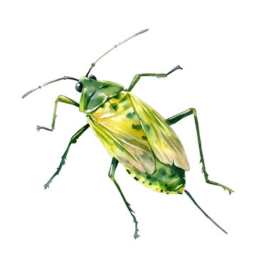 Aphid, watercolor drawing vector, isolated on a white background.