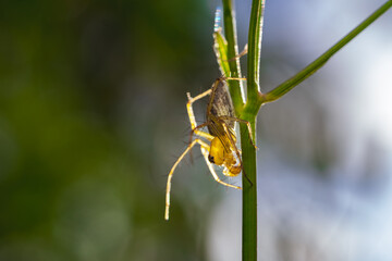 Spider (Araneae sp.) feeding on prey on green plant stem, macro side view with natural blurred green background, ideal for wildlife and insect interaction photography