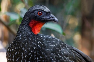 portrait of a Dusky-legged guan - Penelope obscura 