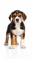 Cute puppy over white background