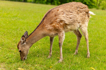 A deer is seen foraging for food on a vibrant green meadow. The animal appears relaxed and content, enjoying the fresh grass under the warm sunlight