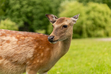 A deer stands calmly in a vibrant green field, showcasing its natural beauty. Surrounding trees and sunny weather enhance the serene atmosphere of this nature reserve