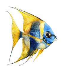 Obraz premium watercolor vector of Angelfish Close Up, isolated on a white background.