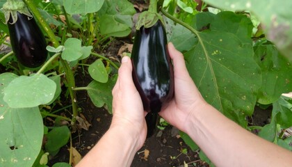 Weathered hands gripping recently harvested, deep purple organic eggplant from sunlit garden row, representing farm to table freshness
