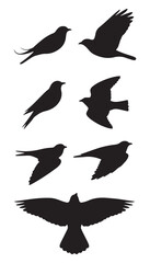set of silhouettes of birds