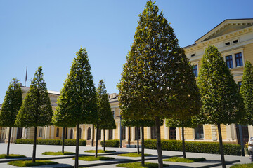 Home facade and cone shape trimmed tree